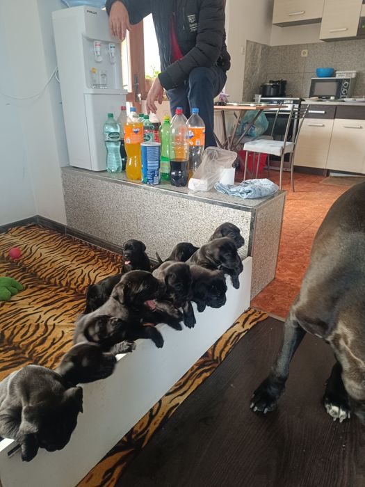 Кане Корсо чистокрувни