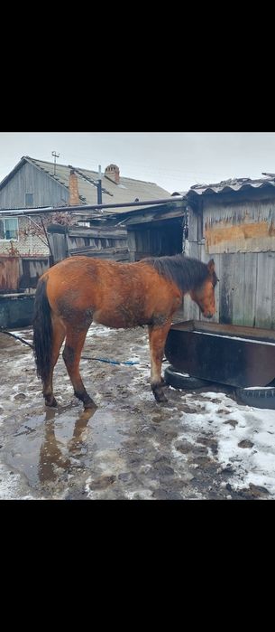 Продам лошадей .