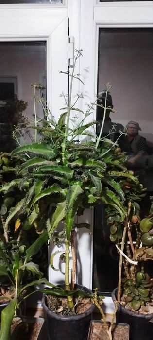 Продаётся комнатную цветы