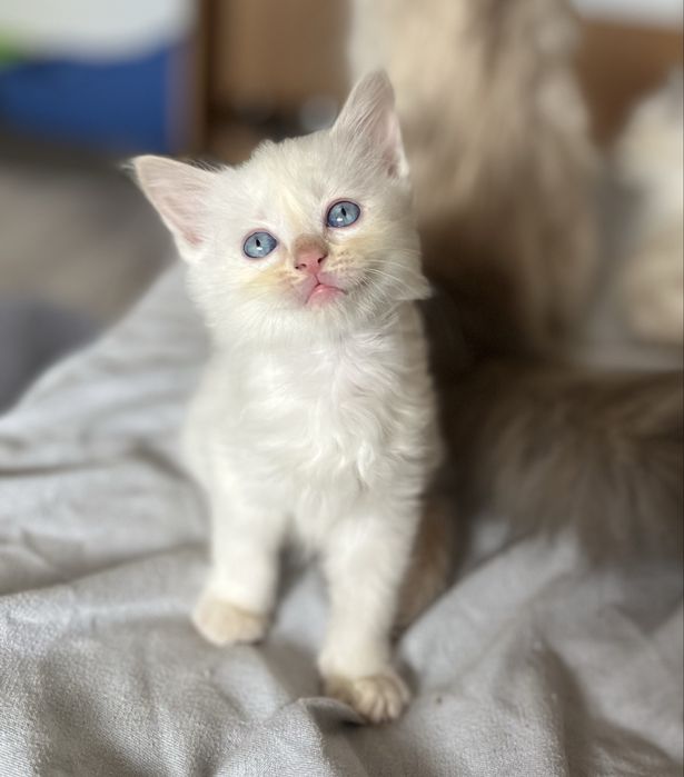 Motănel Ragdoll Flame Point