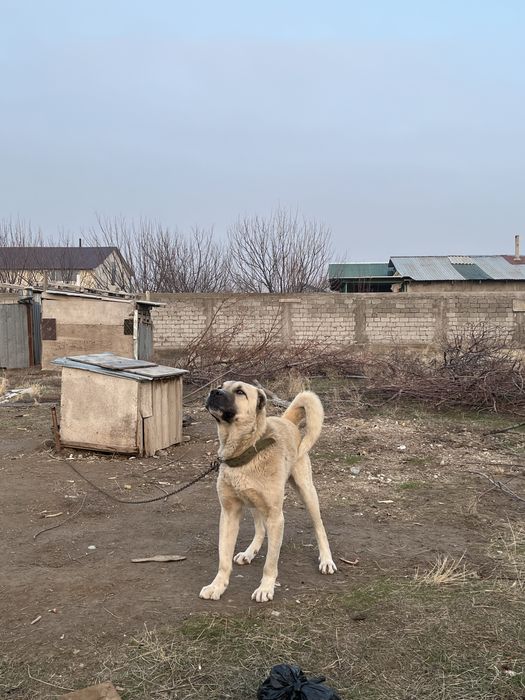 Алабай в хорошие руки