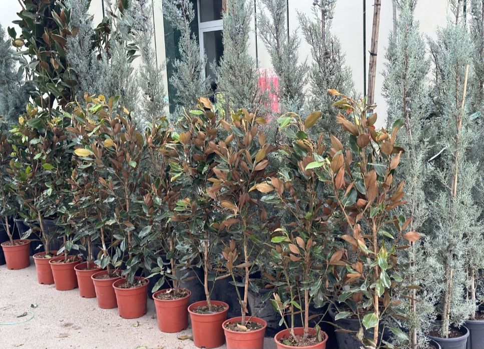 Магнолия уруги, семена магнолии