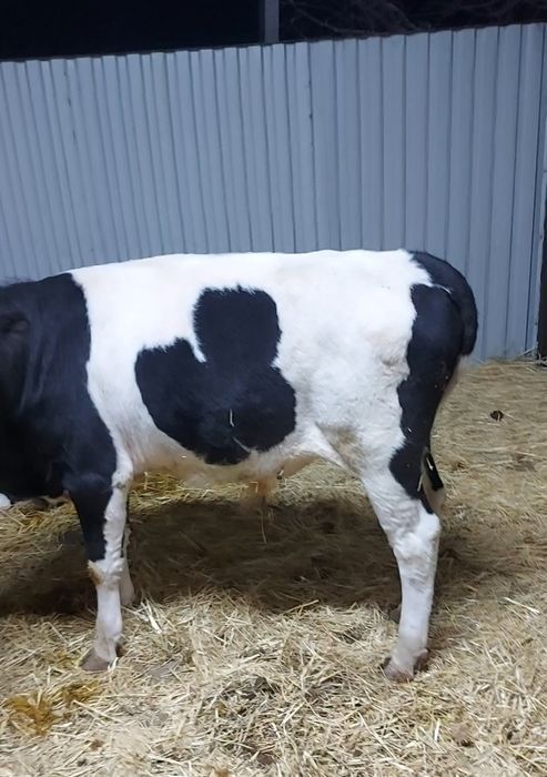 Бычок годовалый в отличной форме