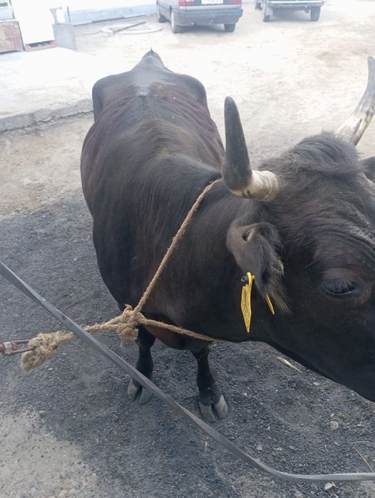 Продам корову на откорме