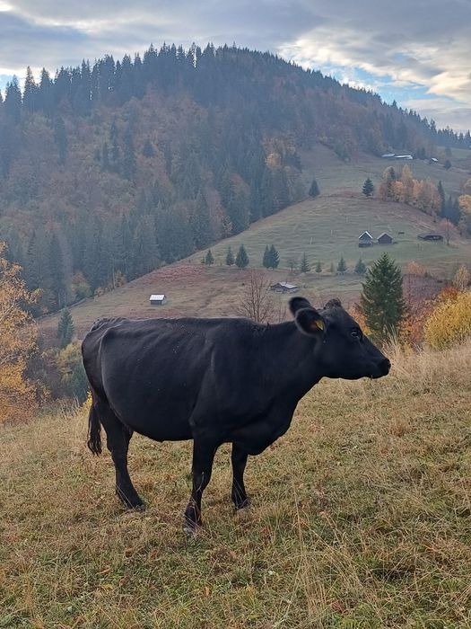 De vânzare un tăuraș și 3 vaci bune de ținut