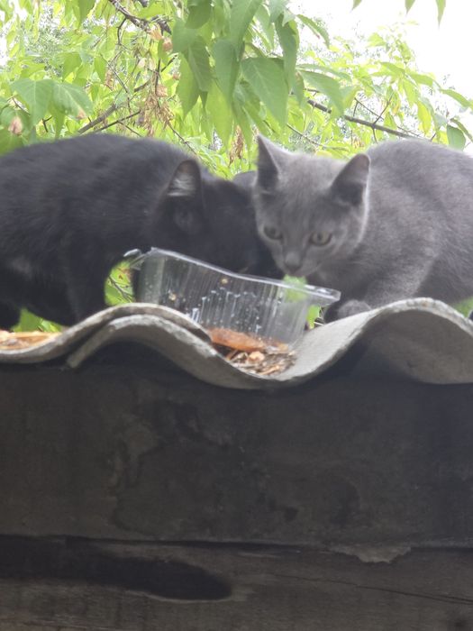 Отдам в добрые руки котят