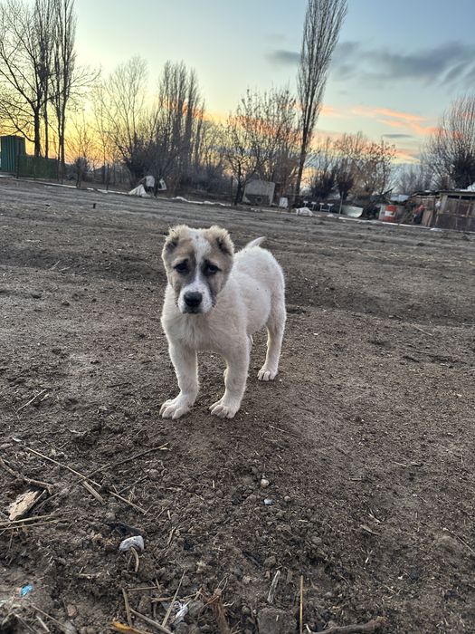 Алабай күшік. Лилшт. Ш ьлирлтт