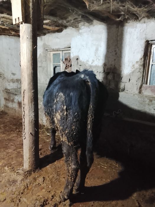 Иккита мол ангус сотилади