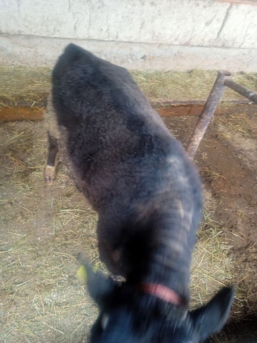 Бык бұқа семіз кемі бар залиний