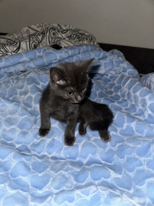 Отдам в добрые руки, котенка