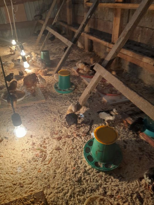 Шөжектер жүз шт.