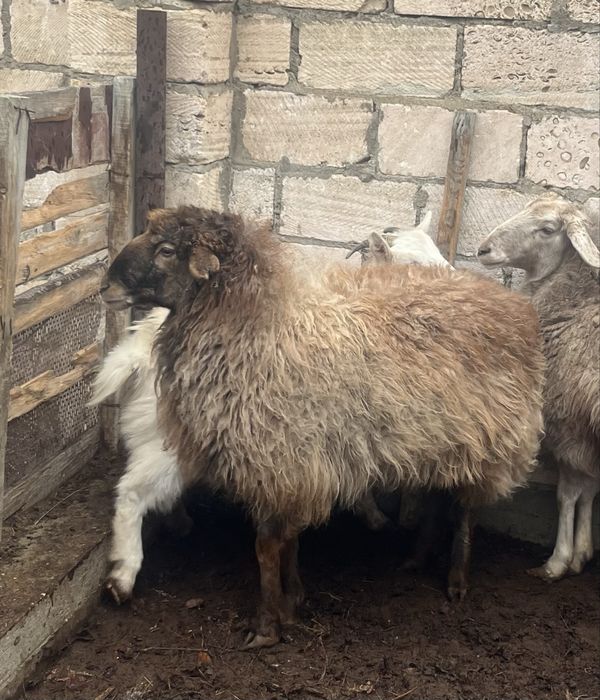 Семіз қой сатылады