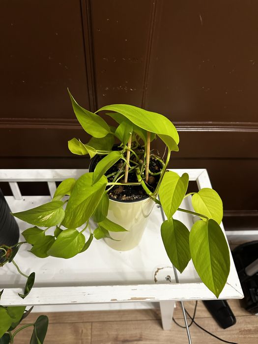 Эпипремнум неон в горшке