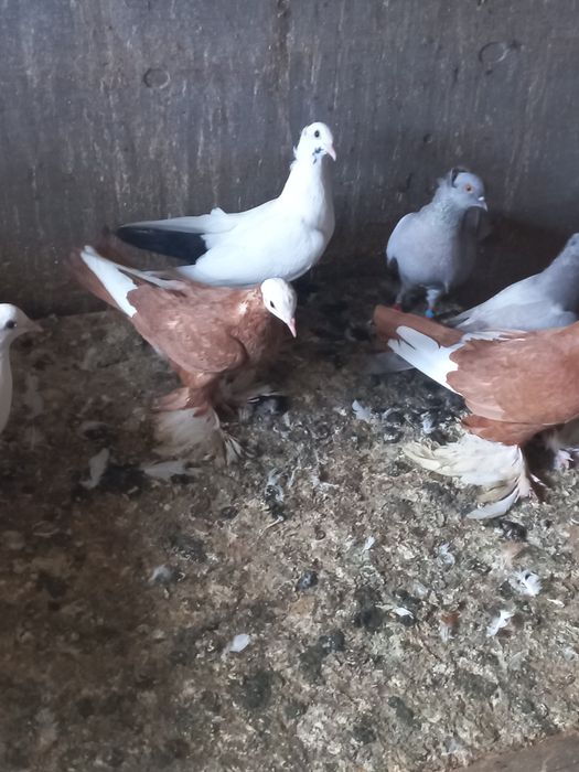 Продам голубей быкинци молоканы,  пара армавиров.