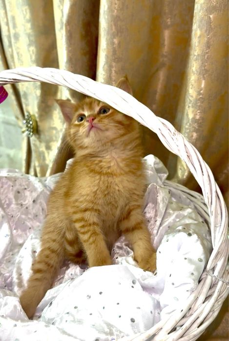 Кошка 2 месячная продам за 150к сами заберете напишите в тг если что