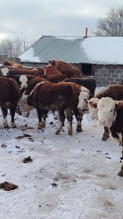 Продам бычков с откорма