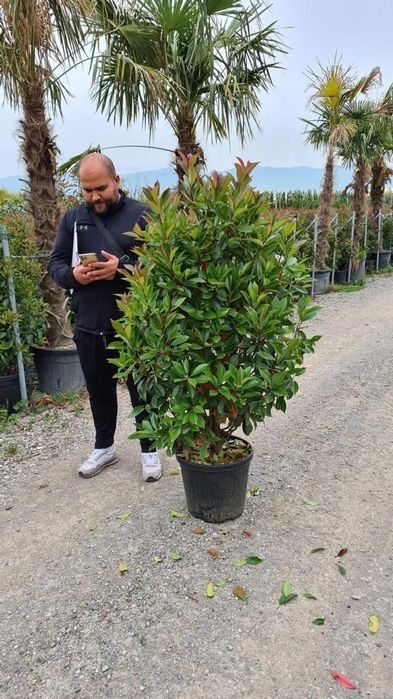 Photinia. Leandru. Palmierii cycas revolut.