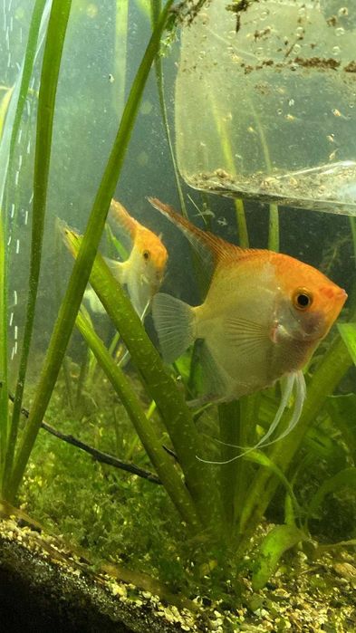 Scalari Angelfish Orange