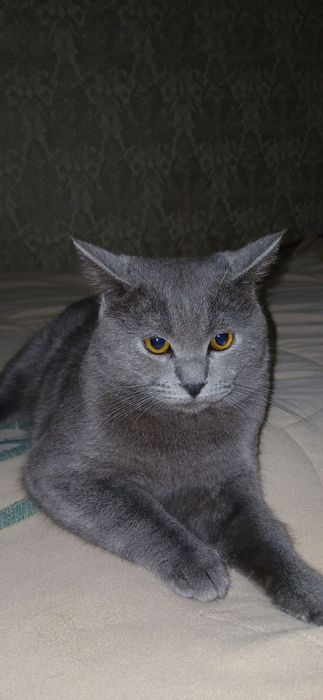 Мушук сотилади зотдор