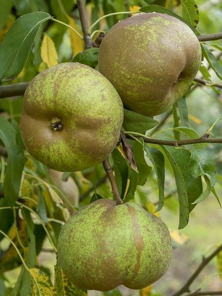 Par Oliver De Serres