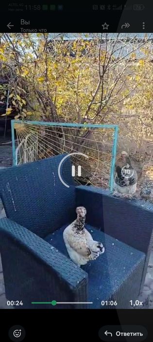 Куры и петушки карликовые.