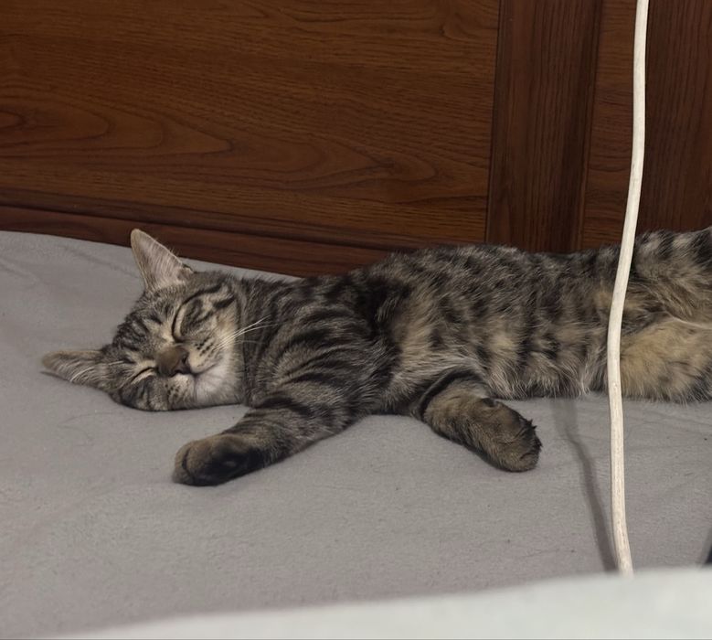 Отдам котенка в добрые руки