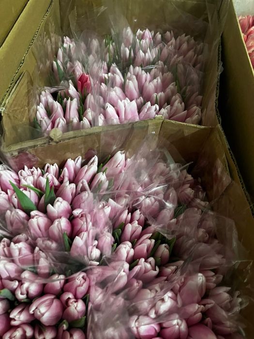 Цветы тюльпаны голландия