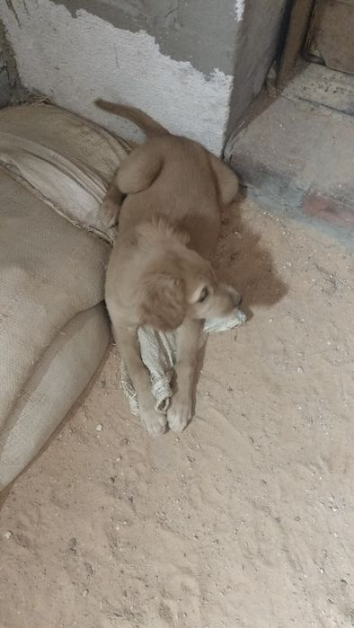 Продам щенков тазы городе Кокшетау