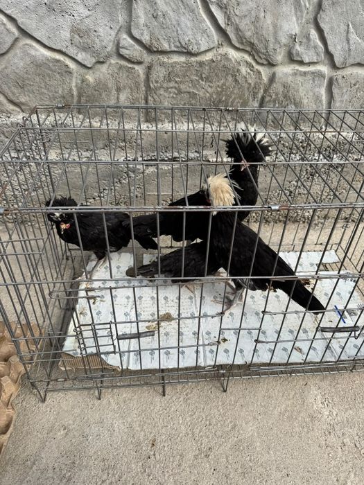 Куры продаю птицы