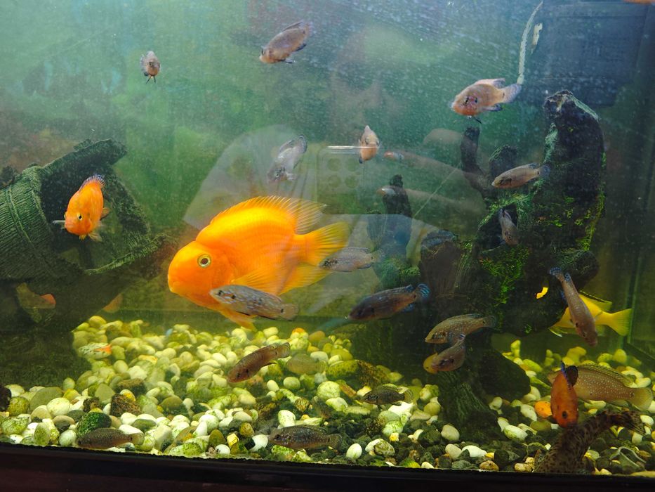 Аквариумные рыбки хромиус красавчик