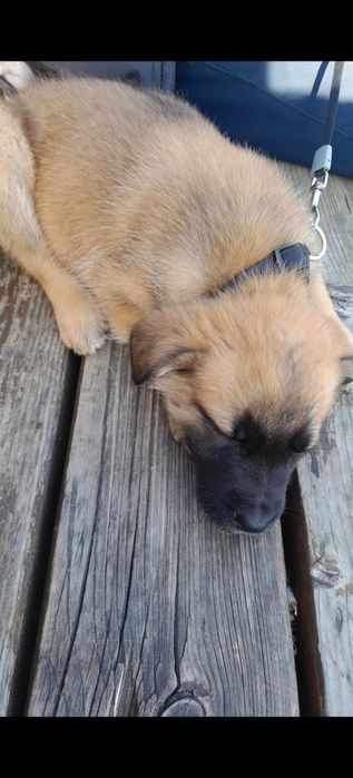 Vând/schimb genți cu anvelope M/S!