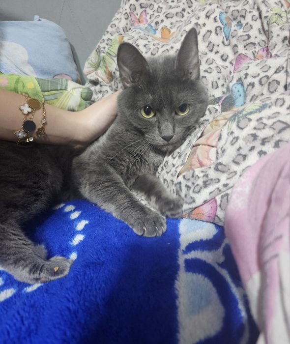 Pisica albastru de Rusia