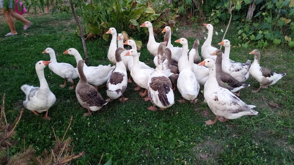 Gâște românești de vânzare