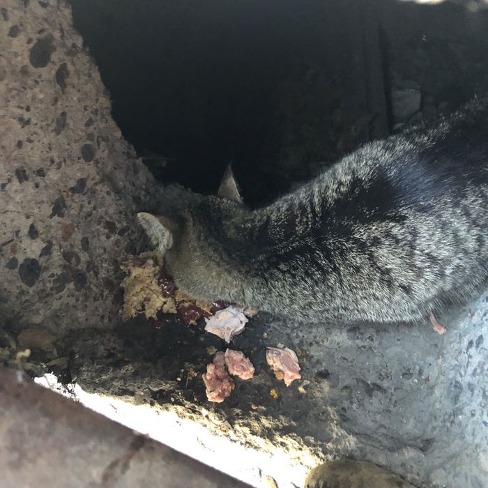 Бездомные кошки .