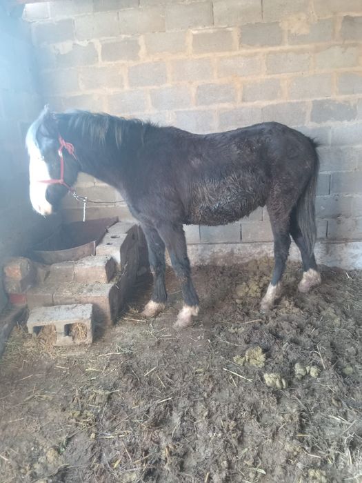 Семиз тай сатылады