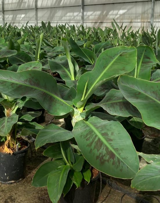 Karlikovi banan koʻchati.