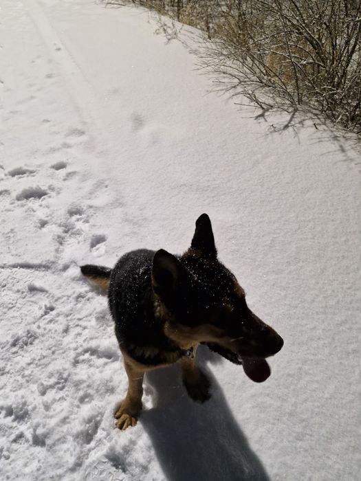 Вязка ВЕО. Молодой кабель