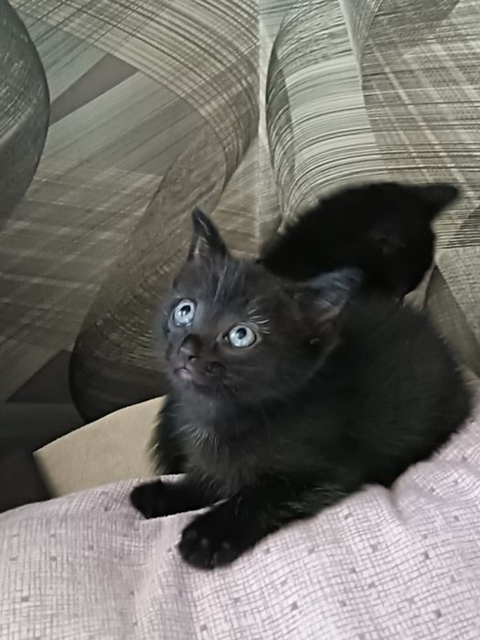 Котята девочки и мальчик !