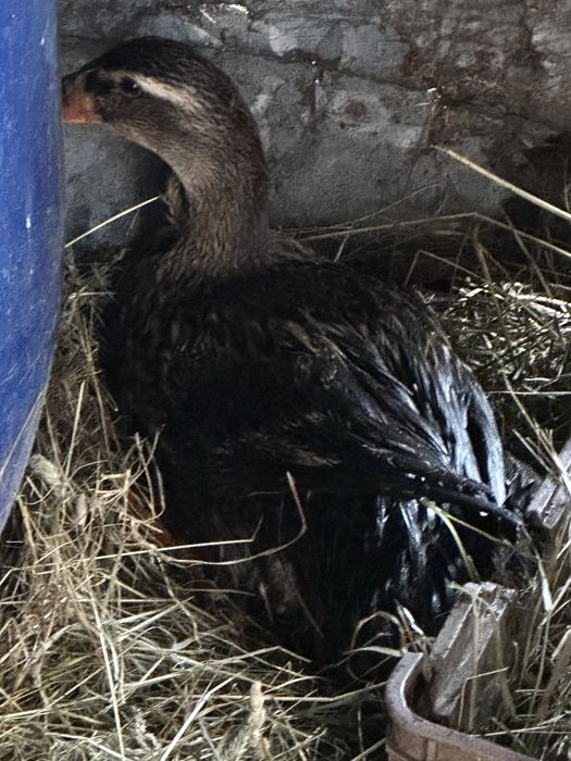 Vand famile de rate indiene 2 rate si un ratoi mancatoare de melci