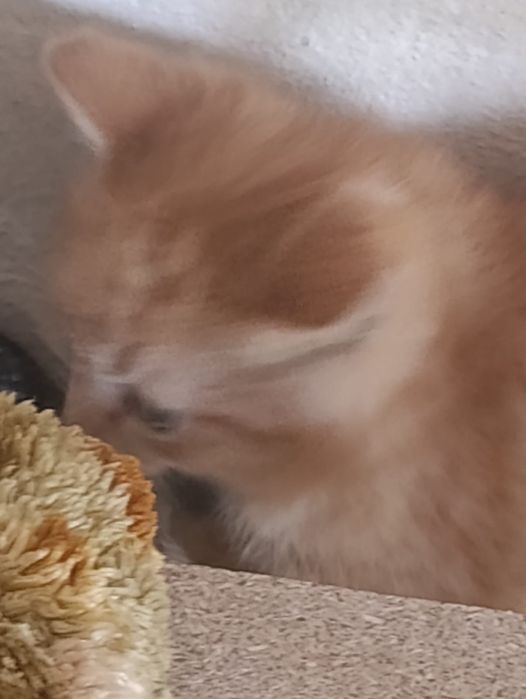 Отдам котят в добрые руки.