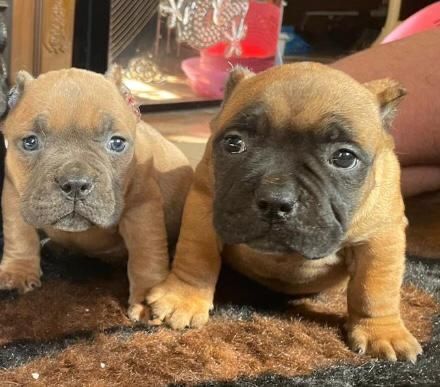 Американский  булли