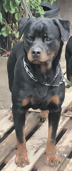 Кабель Ротвейлера вязка