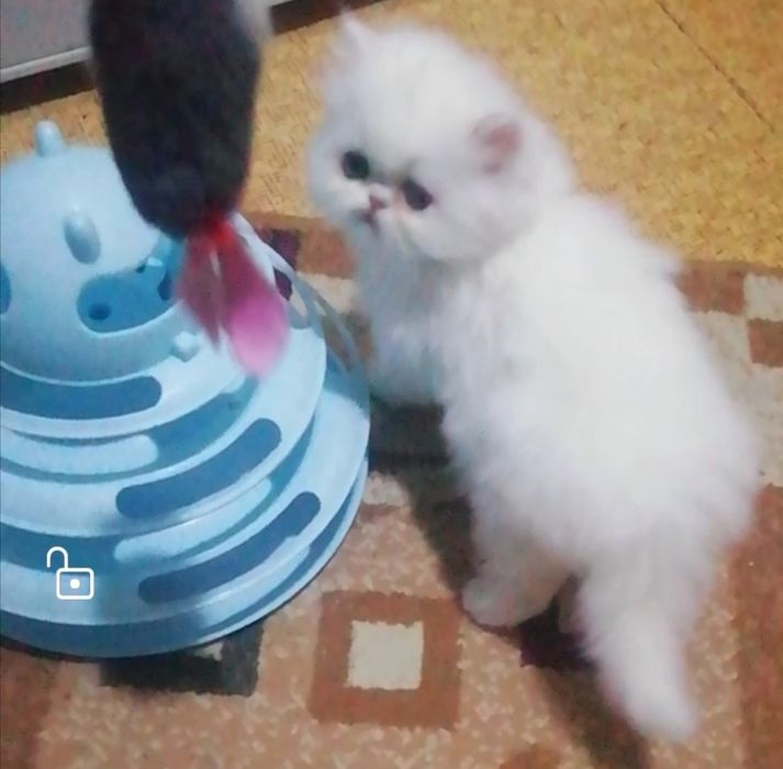 Котята персидские .