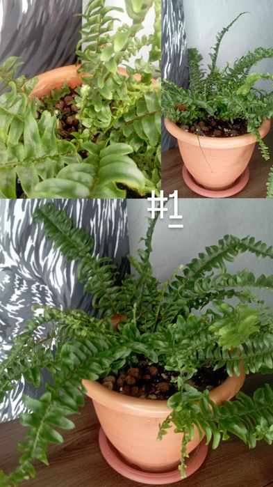 Папоротник "НЕФРОЛЕПИС"