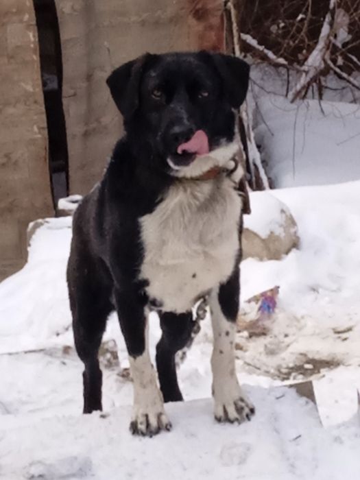 Отдам в хорошие и добрые руки