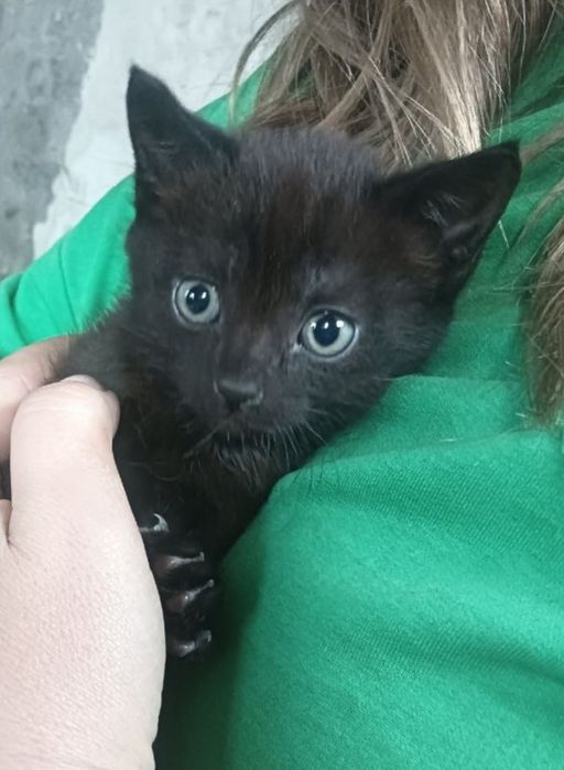 Отдам котят 1.5 месяца