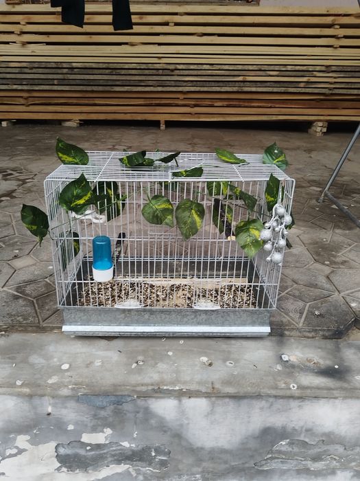 Паровка кафас сотилади 100 минг булиши