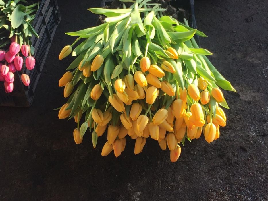 Тюльпаны оптом Алматы