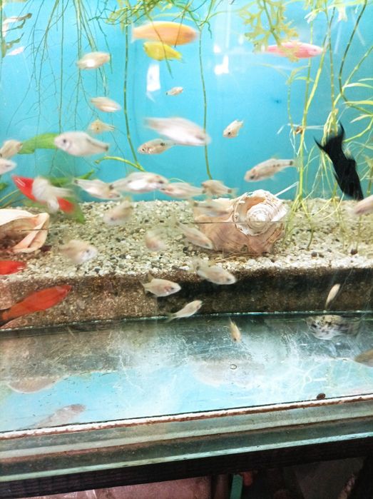 Аквариумни рибки-Анцитруси,Гупи,Молинези