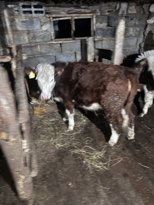 Буха    бычки